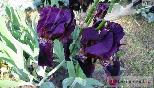 Ирис бородатый (Iris barbata) фото