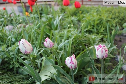 Тюльпан (Tulipa) фото