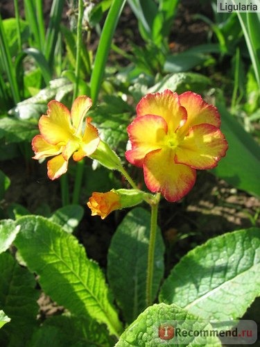 Примула обыкновенная / бесстебельная (Primula vulgaris, acaulis) фото