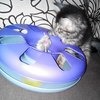 Игрушки для животных Karlie Карусель с мышью и мячом фото