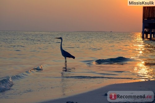 Adaaran Prestige Vadoo 5*, Мальдивы, Dhaalu Atoll фото