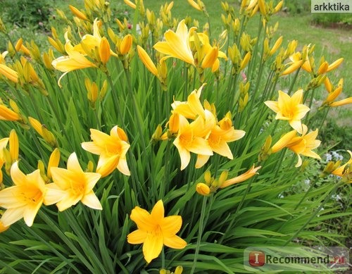 Лилейник / Красоднев / Hemerocallis фото