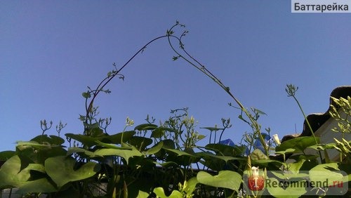 Ипомея Небесно-голубая (Ipomoea Heavenly Blue) фото