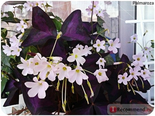 Кислица деппа (Oxalis deppei, Oxalis Tetraphylla) 