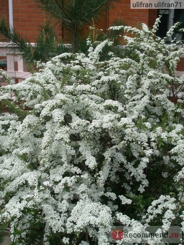 Спирея ( Spiraea) фото