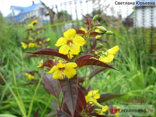 Вербейник реснитчатый сорт 