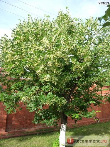 Липа крупнолистная (лат. Tilia platyphyllos) фото