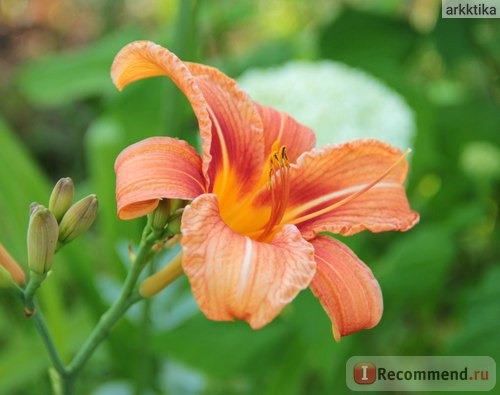 Лилейник / Красоднев / Hemerocallis фото