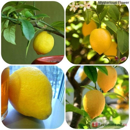 Фрукты Лимон / Citrus limon фото