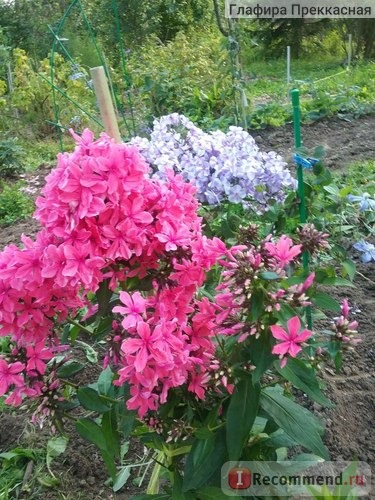 Флокс метельчатый Клеопатра (лат. Phlox paniculata Cleopatra) фото