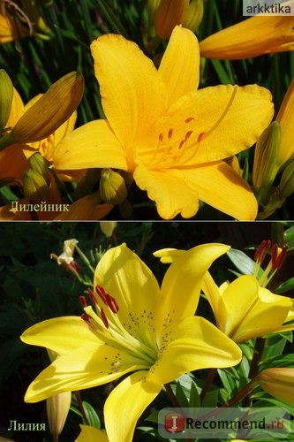 Лилейник / Красоднев / Hemerocallis фото