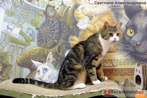 Республика кошек, Санкт-Петербург фото