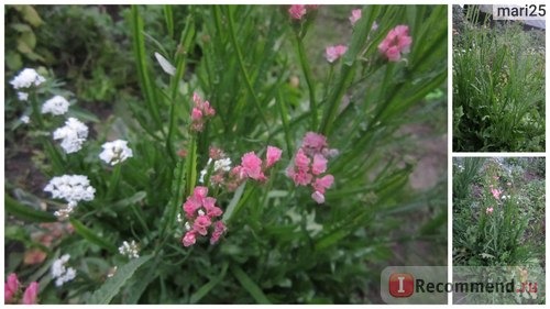 Кермек выемчатый (Лимониум, Статица, Статице) / Limonium sinuatum, Statice sinuata фото