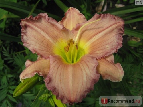 Лилейник / Красоднев / Hemerocallis фото