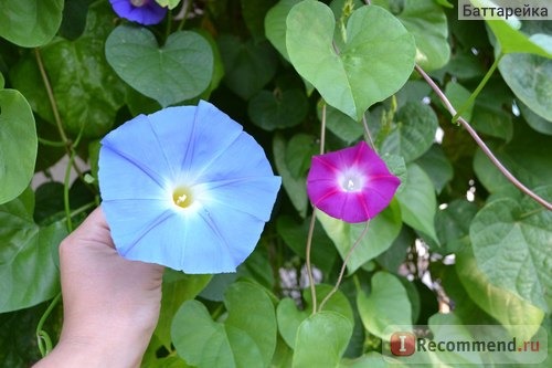 Ипомея Небесно-голубая (Ipomoea Heavenly Blue) фото