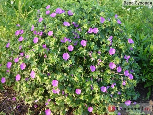 Герань кроваво-красная (Geranium sanguineum) фото