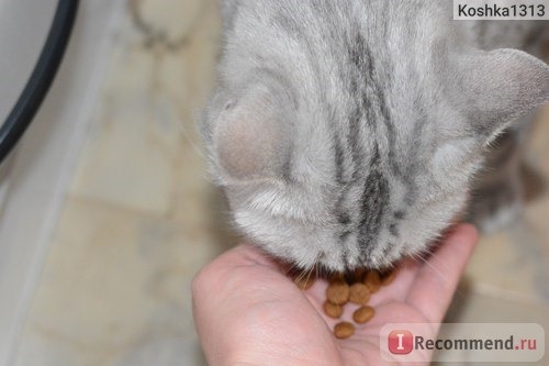 Корм для взрослых кошек Trainer Natural Adult Tuna с тунцом фото