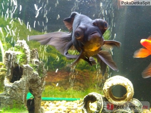 Золотая рыбка - Телескоп фото