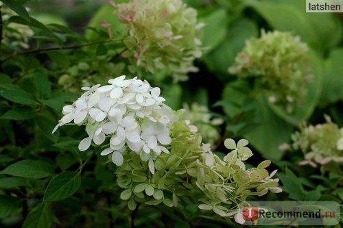 Гортензия метельчатая Ваниль Фрайз (Hydrangea paniculata Vanille Fraise) фото