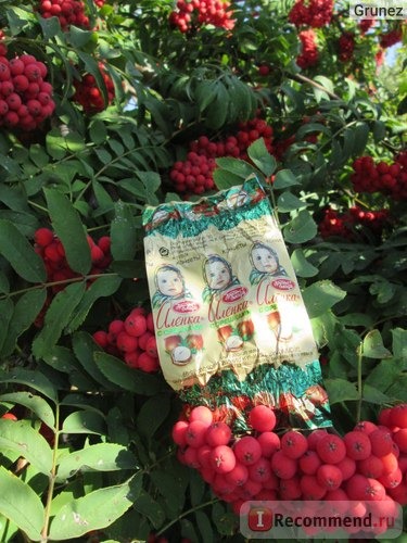 Конфеты Красный октябрь Аленка с орешком фото
