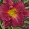 Лилейник / Красоднев / Hemerocallis фото