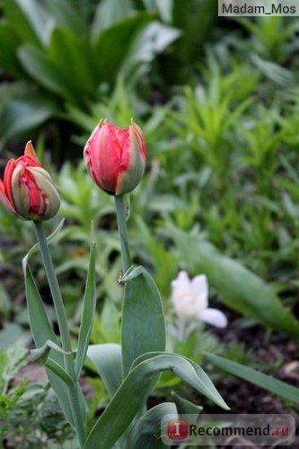 Тюльпан (Tulipa) фото