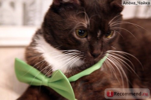 Ошейник Aliexpress 2014 New Fashion Cute Dog Cat Pet Puppy Toy Kid Cute Bow Tie Necktie Collar Clothes ZMPJ141 фото
