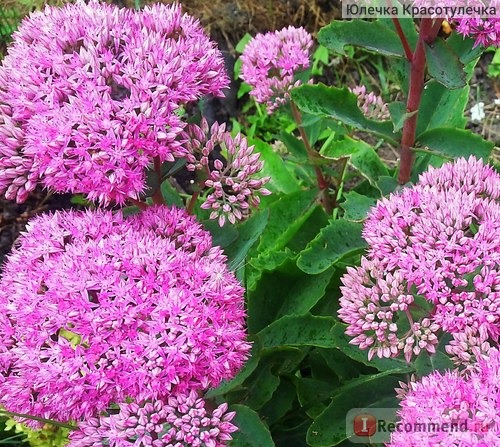 Очиток видный, или седум замечательный (Sedum spectabile) фото