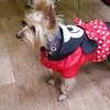 Одежда для собак Aliexpress Free shipping !!!Winter Pet Dog Clothes Mickey Mouse C-0289 Free Shipping Discount Overall Jumpsuit Clothing!!! фото