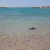 Coral Beach Rotana Resort 4*, Египет, Хургада фото