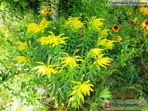 Солидаго канадское, золотарник канадский (Solidago canadensis ) сорт Патио фото