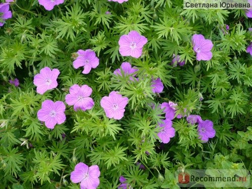 Герань кроваво-красная (Geranium sanguineum) фото