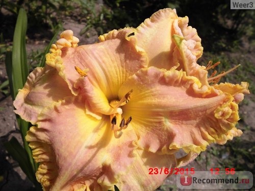 Лилейник / Красоднев / Hemerocallis фото