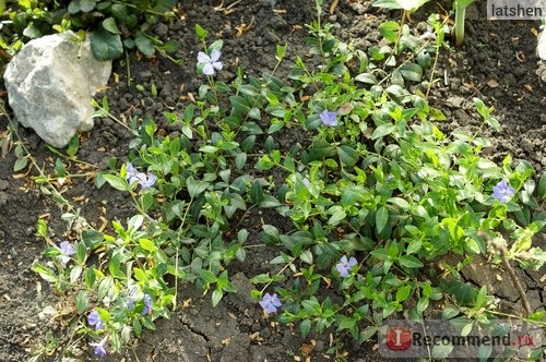 Барвинок малый (Vinca minor) фото