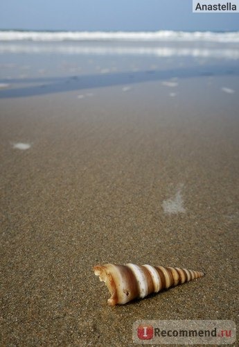 Ракушка на пляже Варка