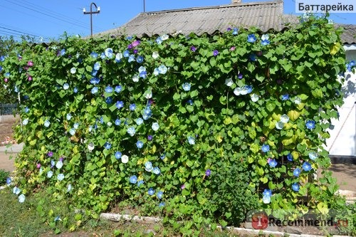 Ипомея Небесно-голубая (Ipomoea Heavenly Blue) фото