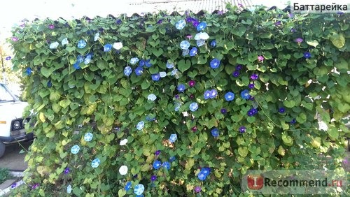 Ипомея Небесно-голубая (Ipomoea Heavenly Blue) фото