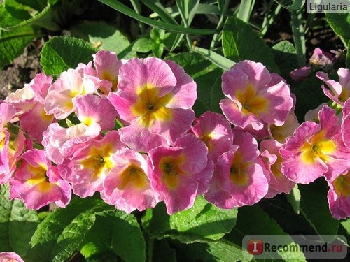 Примула обыкновенная / бесстебельная (Primula vulgaris, acaulis) фото