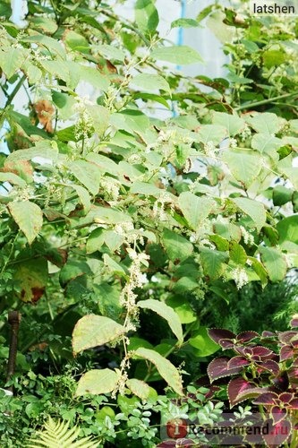 Горец сахалинский (лат. Fallopia sachalinensis) фото