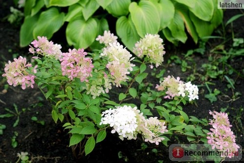 Гортензия метельчатая Ваниль Фрайз (Hydrangea paniculata Vanille Fraise) фото