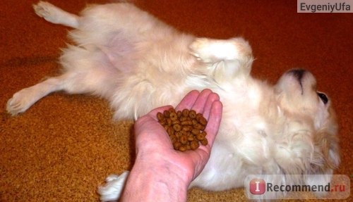 Корм для собак Royal Canin Mini Light фото