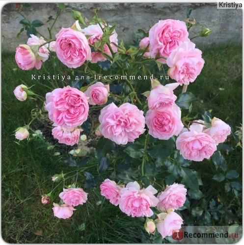 Роза флорибунда Лариса (Floribunda rose Larissa) Кордес (Kordes) фото