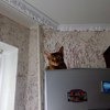 Абиссинская кошка фото