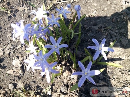 Хионодокса Форбесси(Chionodoxa forbesii ) 'Pink Giant' фото