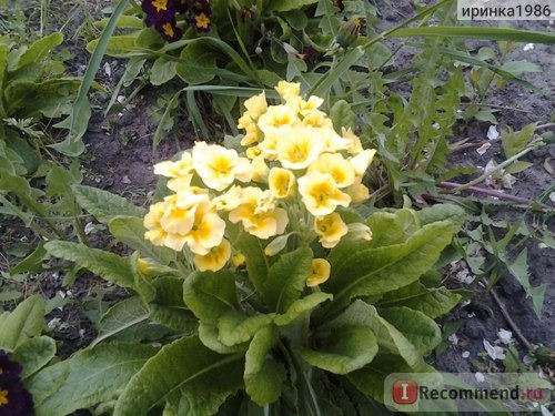 Примула обыкновенная / бесстебельная (Primula vulgaris, acaulis) фото