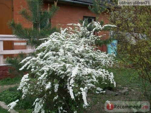 Спирея ( Spiraea) фото