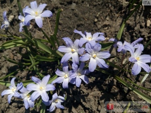 Хионодокса Форбесси(Chionodoxa forbesii ) 'Pink Giant' фото