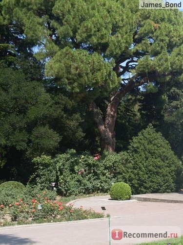 Крым, Никитский Ботанический Сад фото