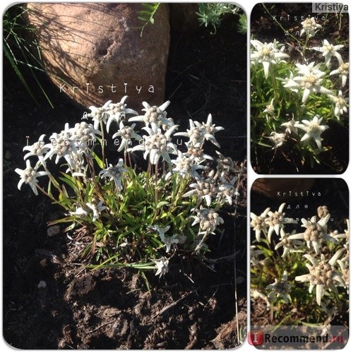 Эдельвейс aльпийский (Alpine edelweiss) лат. Leontopodium alpinum фото