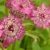 Астранция большая (Astrantia major) фото